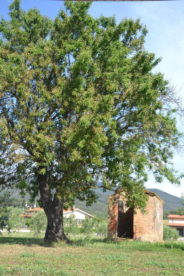 Agriturismo Il Vecchio Mandorlo Castiglione della Pescaia Exteriér fotografie